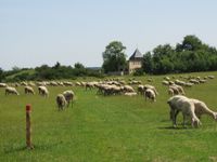 Wollseifen Schafe