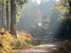 Herbstwald