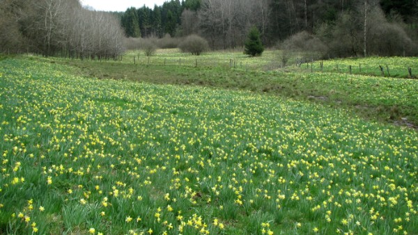 Naturschutzgebiet "Holzwarche"