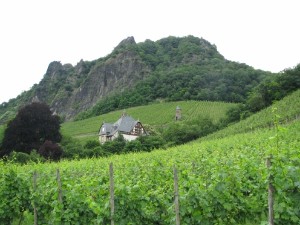 Weinberge am Fuß des Drachenfels