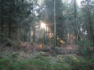 friedlicher Wald