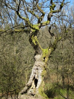 Venneiche, Vieux chêne